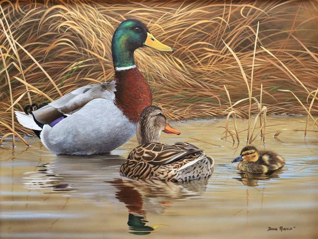 Mallard Art Painting by Brian Morillo